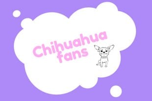 Chihuahuafans
