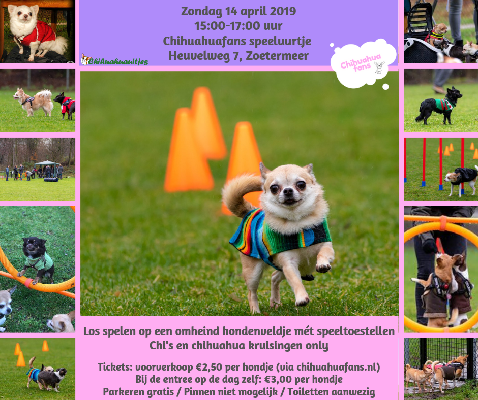 Chihuahuafans speeluurtje Zoetermeer 14-04-2019