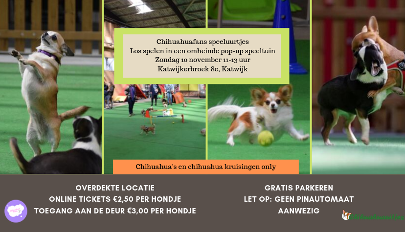 Chihuahuafans speeluurtjes Katwijk 10-11-2019-banner