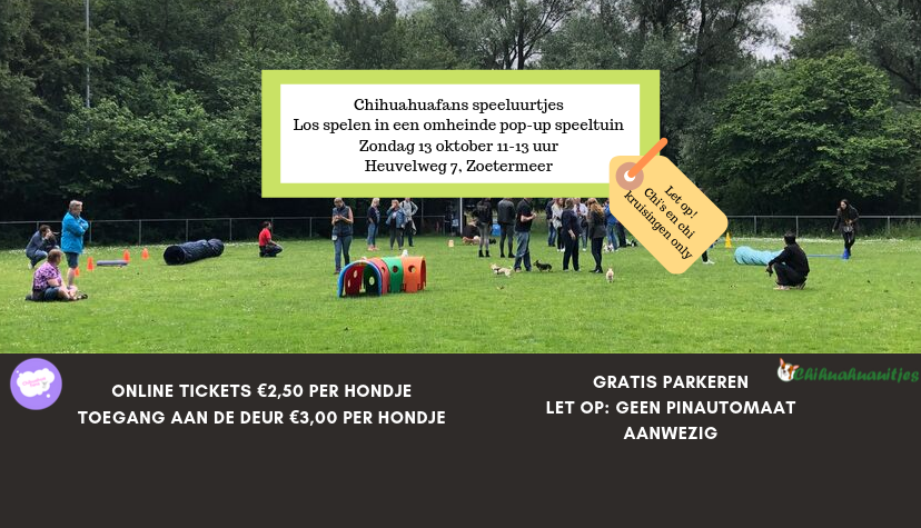 Chihuahuafans speeluurtjes Zoetermeer 13-10-2019-banner